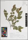 Foto von Salix kazbekensis A. K. Skvortsov